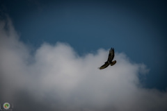 sonntags_36_20210606_1287765290