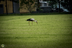 sonntags_3_20210606_1007649359