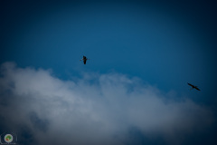 sonntags_47_20210606_1869850102