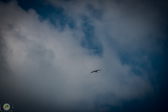 sonntags_48_20210606_1536705310