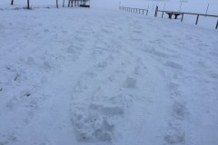 neujahr2015_12_20150101_1275200668
