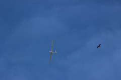 pfingstfliegen2015_16_20150525_1107815949