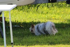 pfingsten2013_54_20130520_2022610031