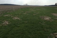 platzinstandsetzung_5_20160414_1141174870