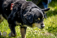 sonntag_15_20230528_1479864502