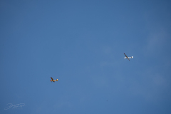 schlepp-sonntag-_27_20220828_1983506938