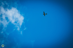 segelflugtreffen-2021-_19_20210903_2036348986