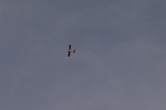 spaetsommerfliegen_68_20140929_1895903808