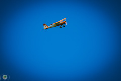 Suppenfliegen