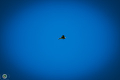 suppenfliegen_12_20211009_1446555852