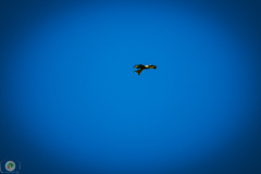 suppenfliegen_13_20211009_2094116344