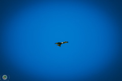 suppenfliegen_14_20211009_1171431958