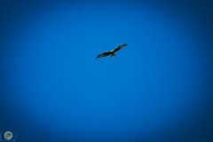 suppenfliegen_15_20211009_1464344766