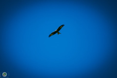 suppenfliegen_16_20211009_1785315850