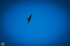 suppenfliegen_17_20211009_1492046777