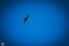 suppenfliegen_18_20211009_1812156402
