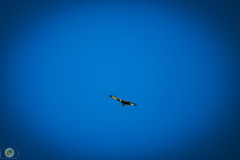suppenfliegen_20_20211009_1007508180