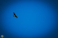 suppenfliegen_21_20211009_1276106274