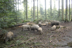 Wildschweinschaden