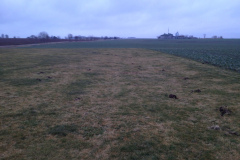 wildschweine_on_tour_20120311_1943467553