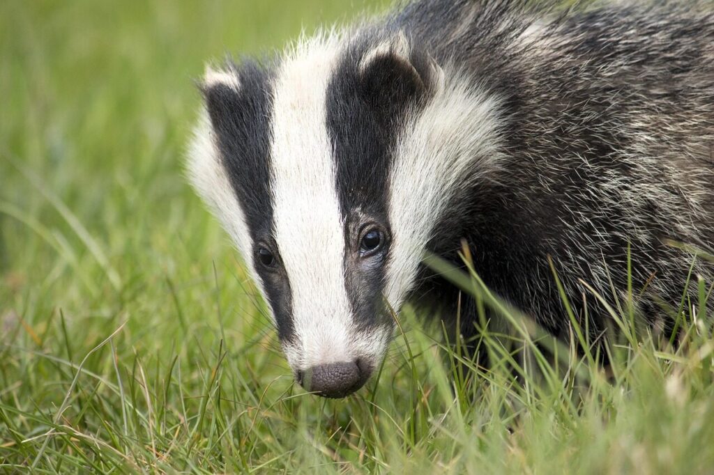 badger, wildlife, english, nature, british, environment, black white, english wildlife, countryside, foraging, claws, cub, mammal, sett, jaws, social, england, european, brock, mustelidae, badger, badger, badger, badger, badger